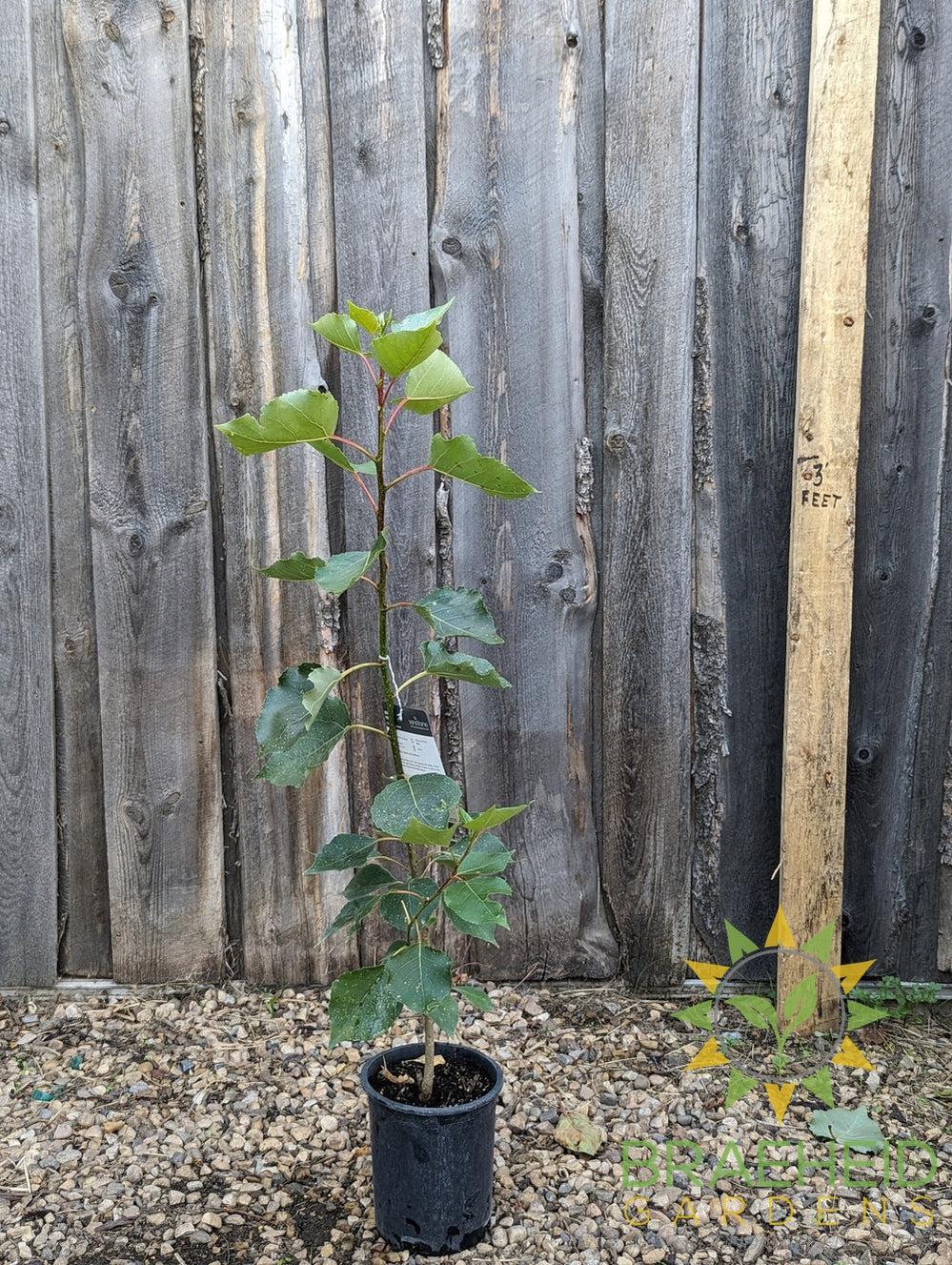 Okanese Poplar- Tree for sale, Grown in Grande Prairie -Braeheid Gardens Ltd. on Emerson Trail