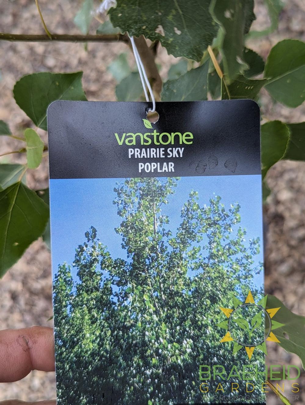 Prairie Sky Poplar- Tree for sale, Grown in Grande Prairie -Braeheid Gardens Ltd. on Emerson Trail