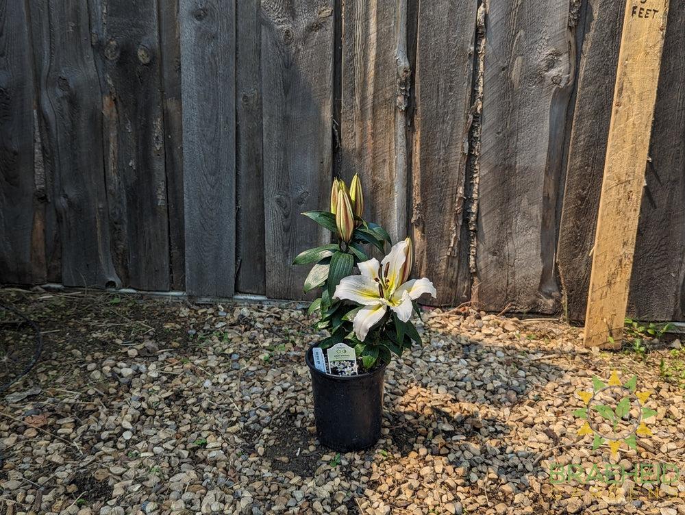 Oriental Lily Sunny Azores - NO SHIP -