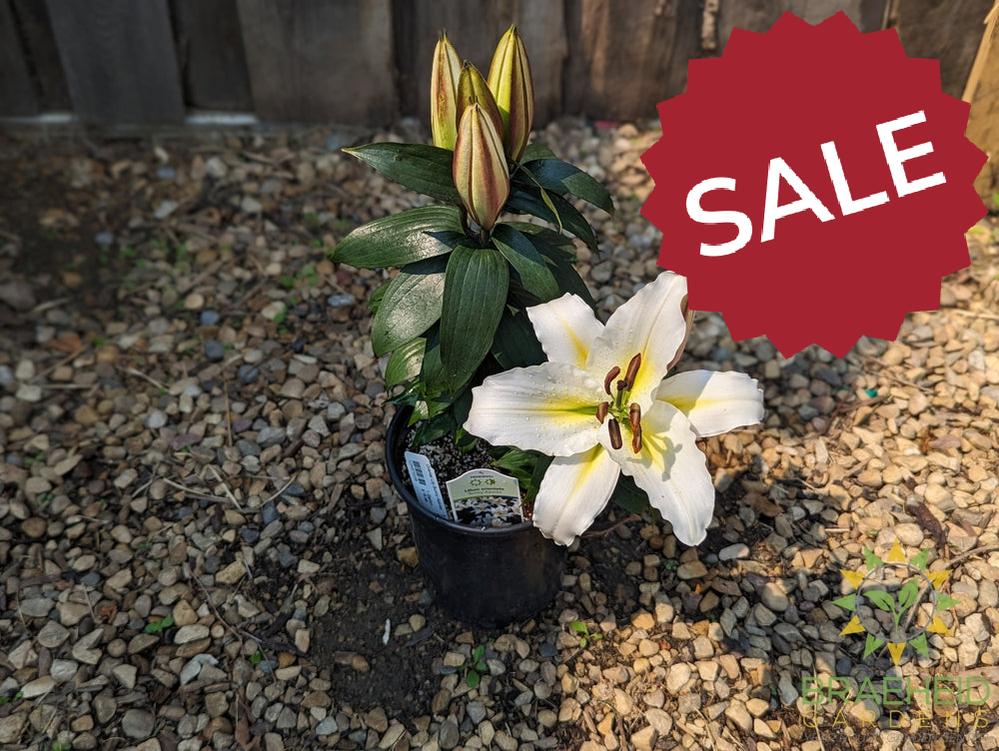 Oriental Lily Sunny Azores - NO SHIP -