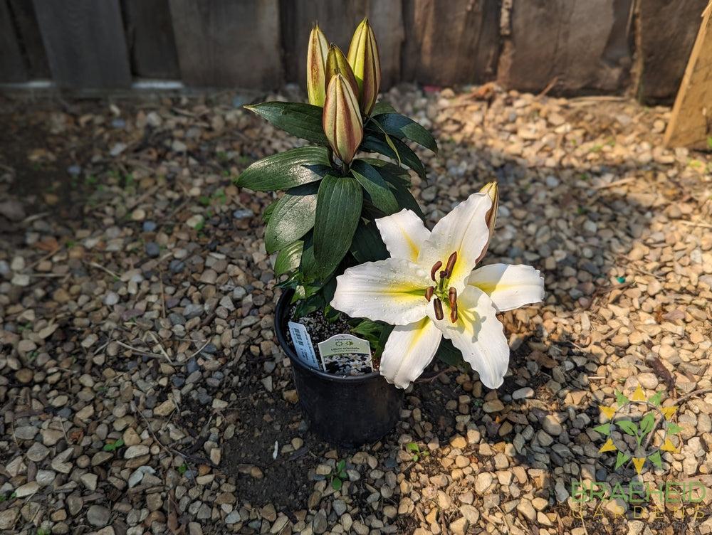 Oriental Lily Sunny Azores - NO SHIP -