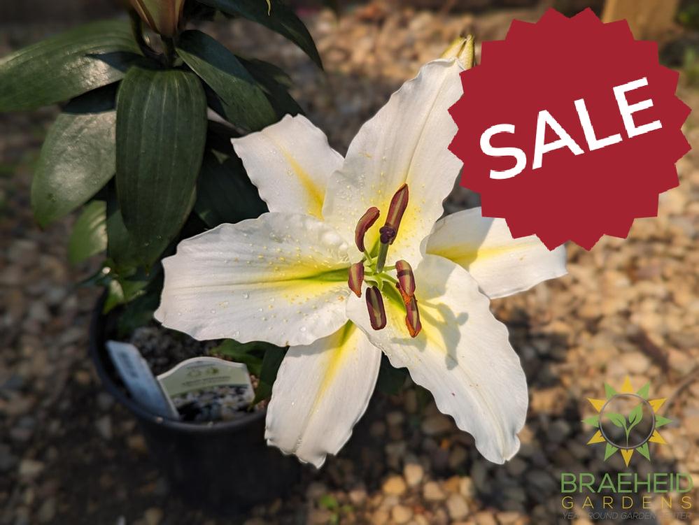 Oriental Lily Sunny Azores - NO SHIP -