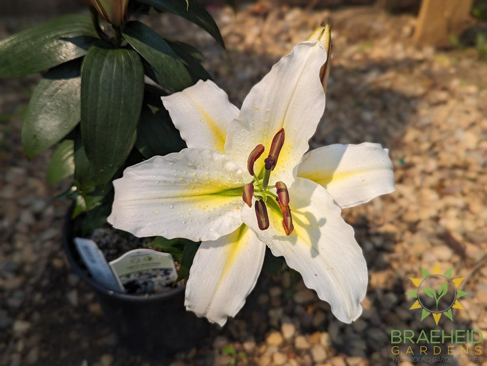 Oriental Lily Sunny Azores - NO SHIP -