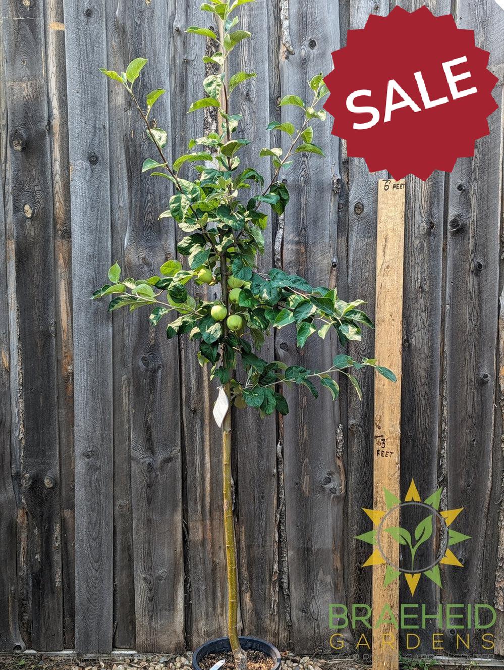Battleford Apple- Tree for sale, Grown in Grande Prairie -Braeheid Gardens Ltd. on Emerson Trail
