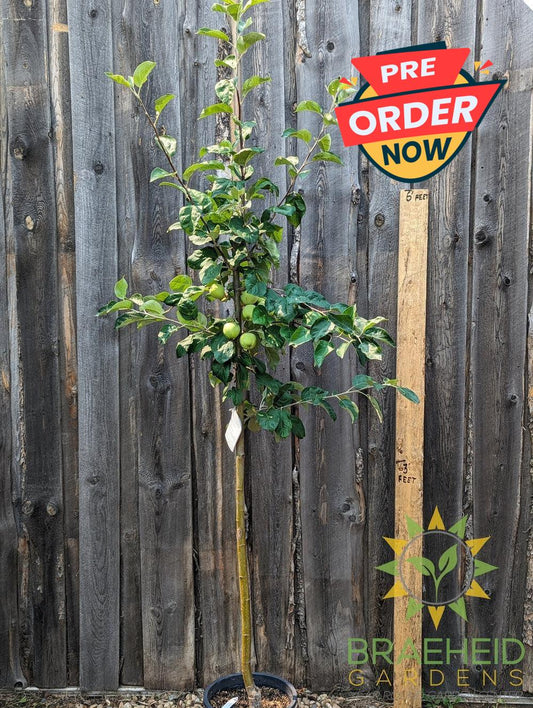 Battleford Apple- Tree for sale, Grown in Grande Prairie -Braeheid Gardens Ltd. on Emerson Trail