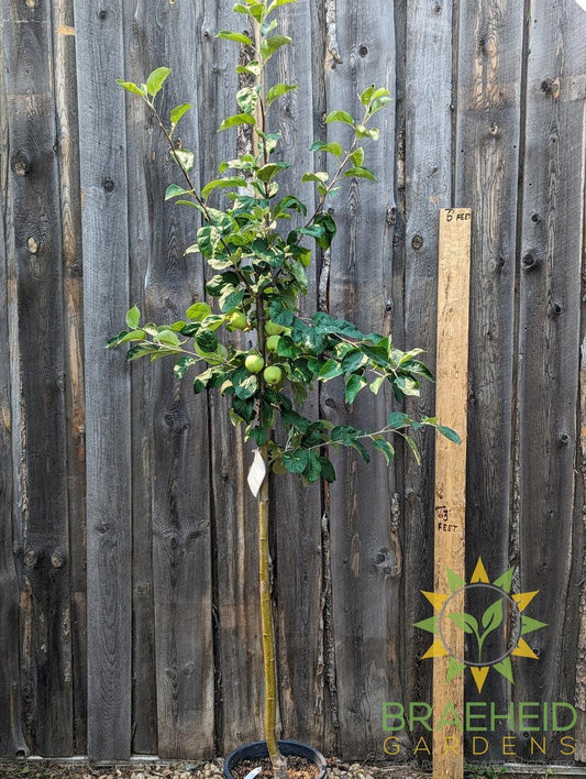 Battleford Apple- Tree for sale, Grown in Grande Prairie -Braeheid Gardens Ltd. on Emerson Trail