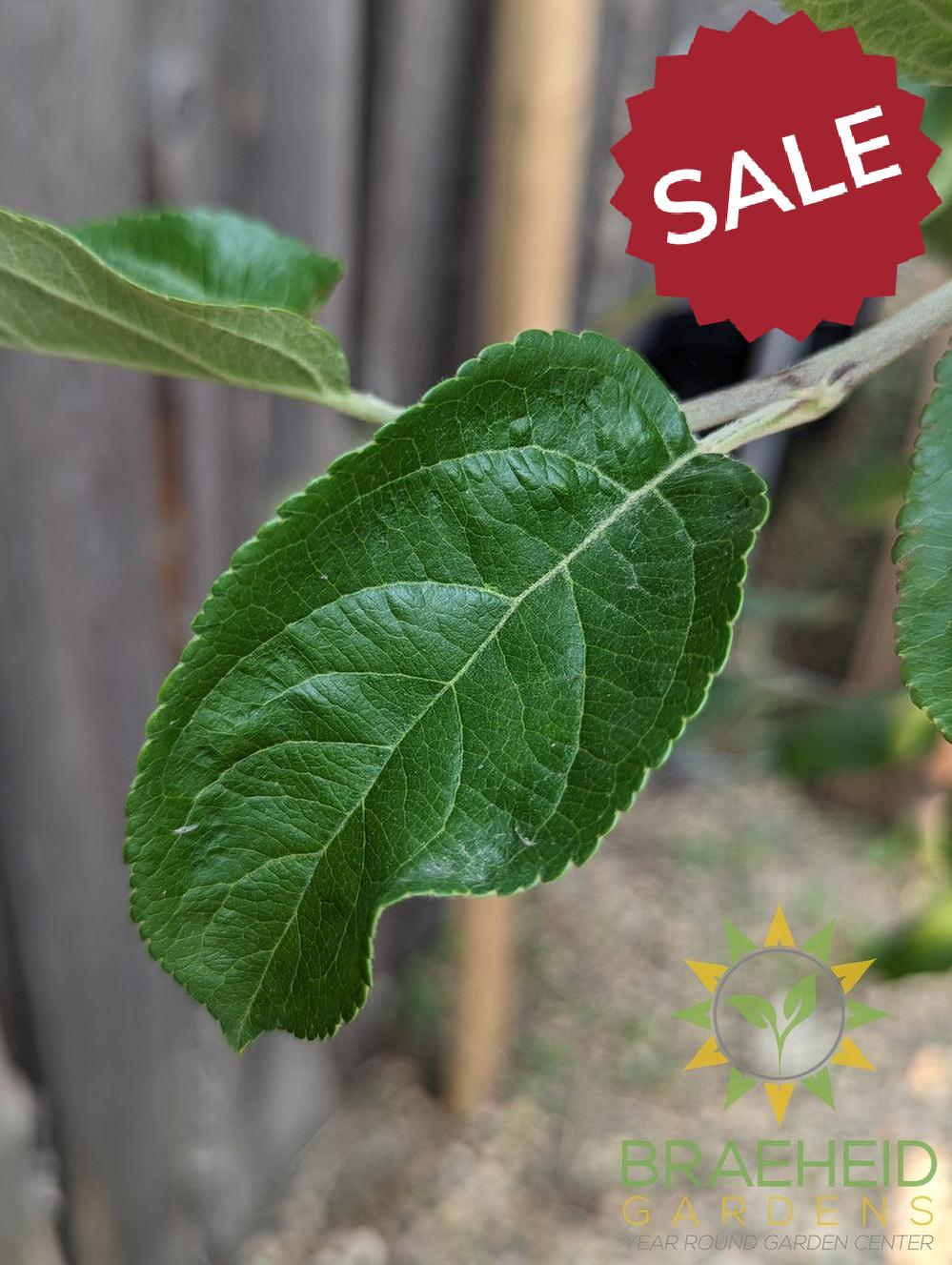 Battleford Apple- Tree for sale, Grown in Grande Prairie -Braeheid Gardens Ltd. on Emerson Trail