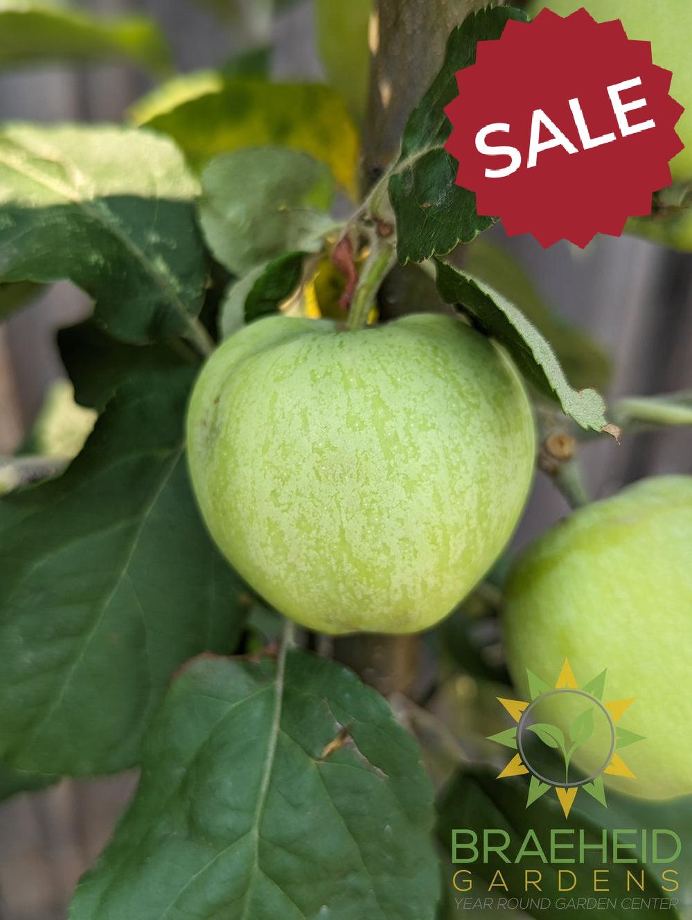 Battleford Apple- Tree for sale, Grown in Grande Prairie -Braeheid Gardens Ltd. on Emerson Trail