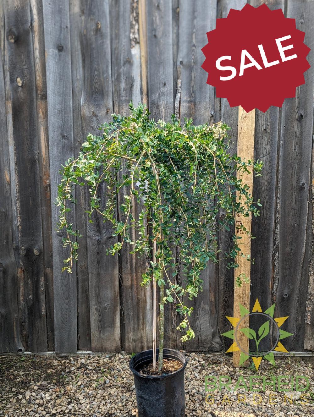 Weeping Caragana- Tree for sale, Grown in Grande Prairie -Braeheid Gardens Ltd. on Emerson Trail