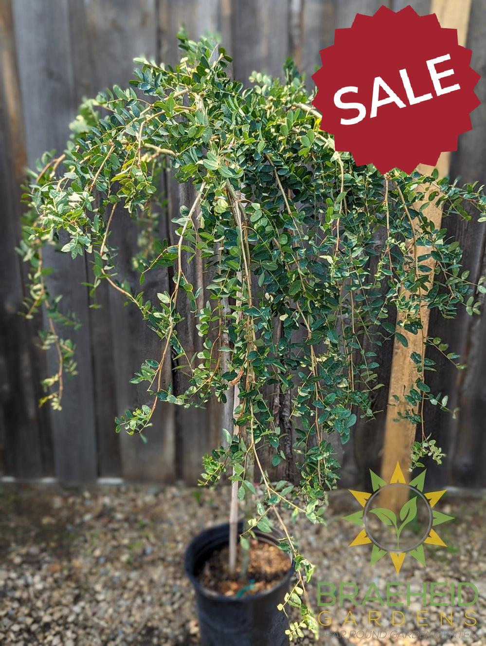 Weeping Caragana- Tree for sale, Grown in Grande Prairie -Braeheid Gardens Ltd. on Emerson Trail