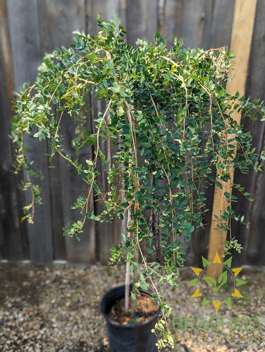 Weeping Caragana- Tree for sale, Grown in Grande Prairie -Braeheid Gardens Ltd. on Emerson Trail