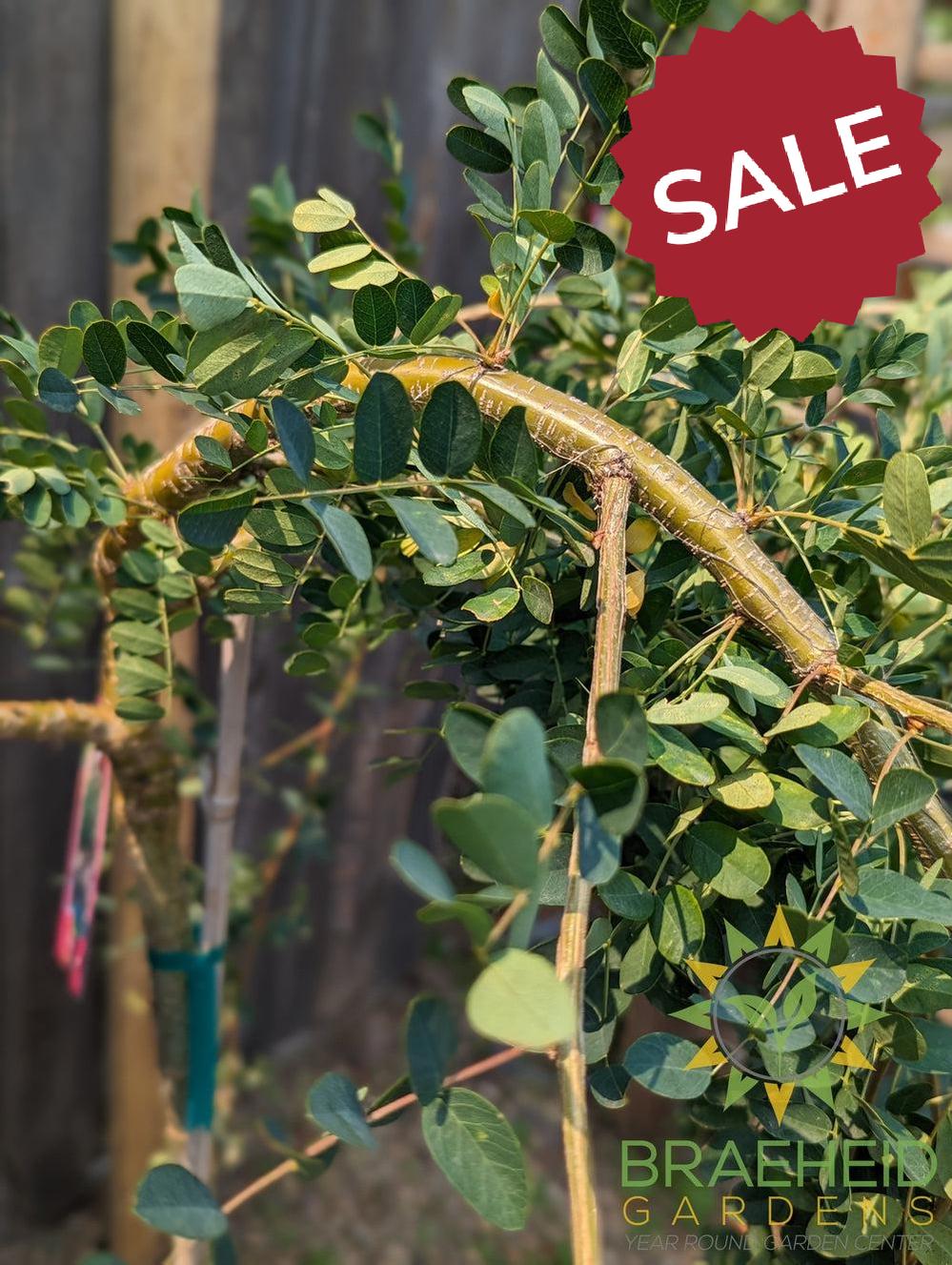 Weeping Caragana- Tree for sale, Grown in Grande Prairie -Braeheid Gardens Ltd. on Emerson Trail