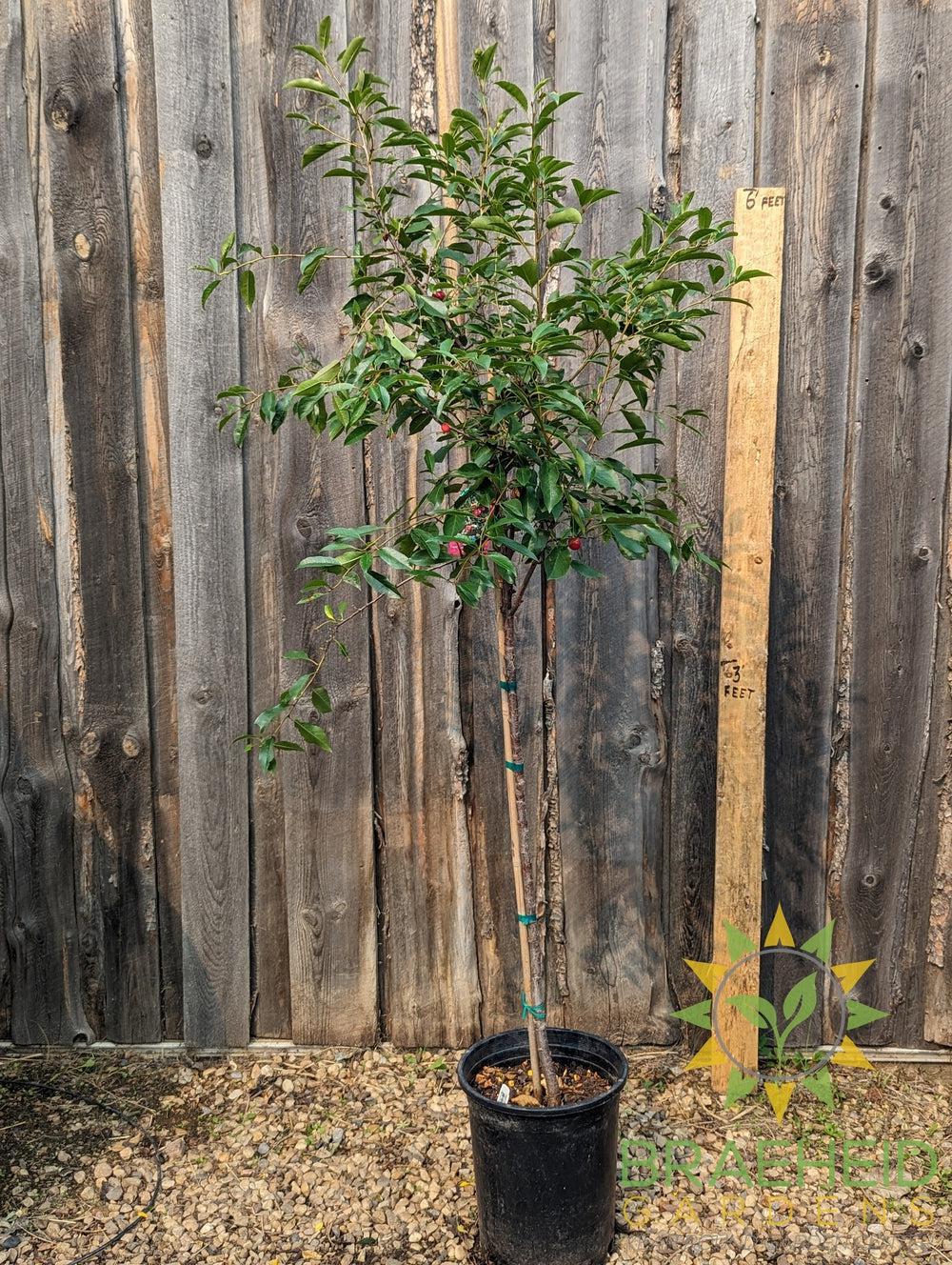 Cupid Cherry Tree