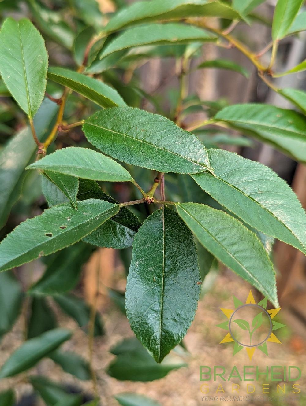 Cupid Cherry Tree