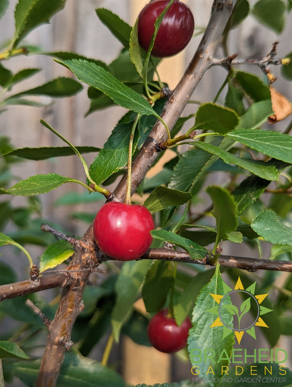 Tight Space - Self Pollinating Berry Bundle