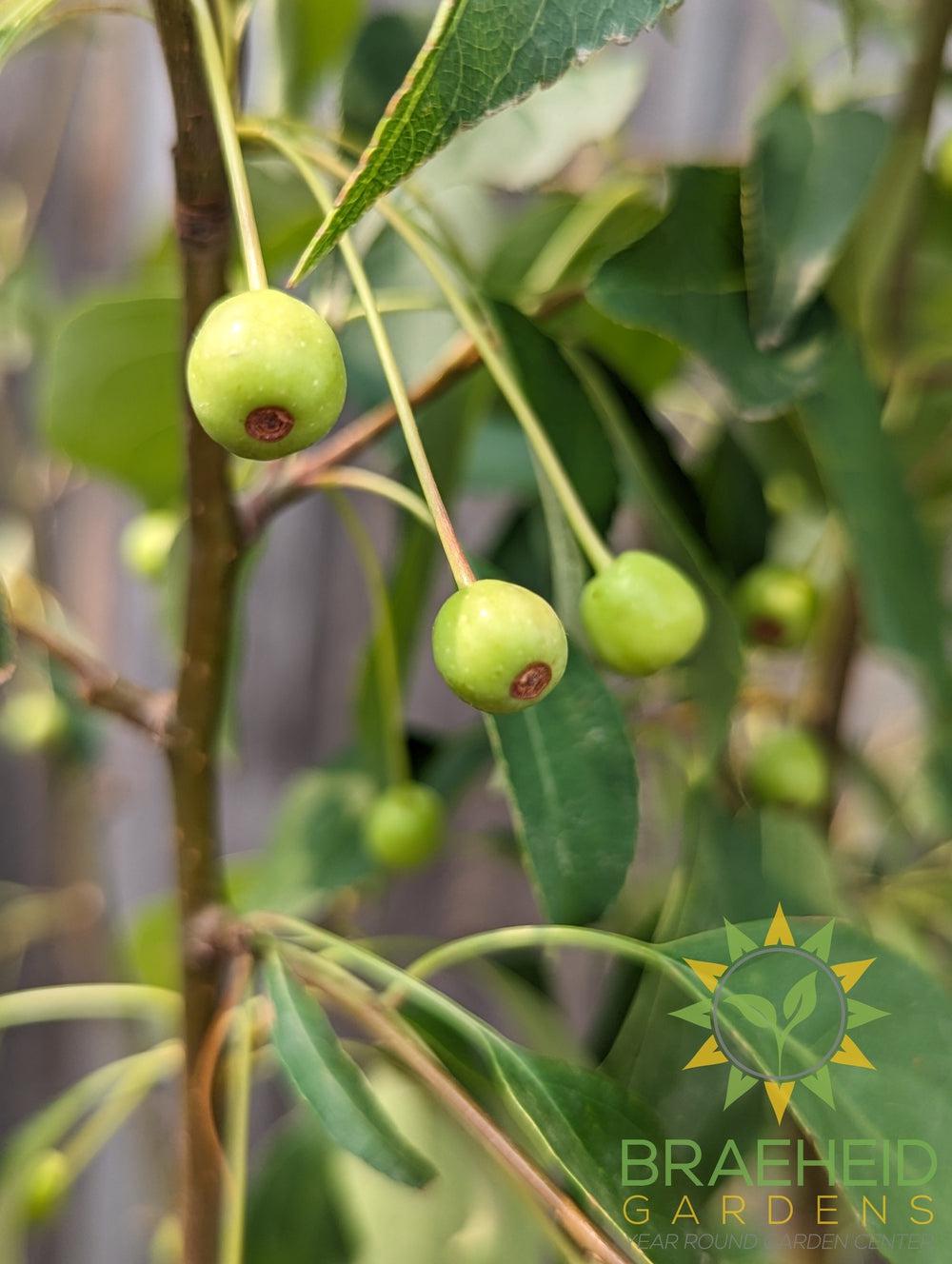 Starlite Flowering Crabapple- Tree for sale, Grown in Grande Prairie -Braeheid Gardens Ltd. on Emerson Trail
