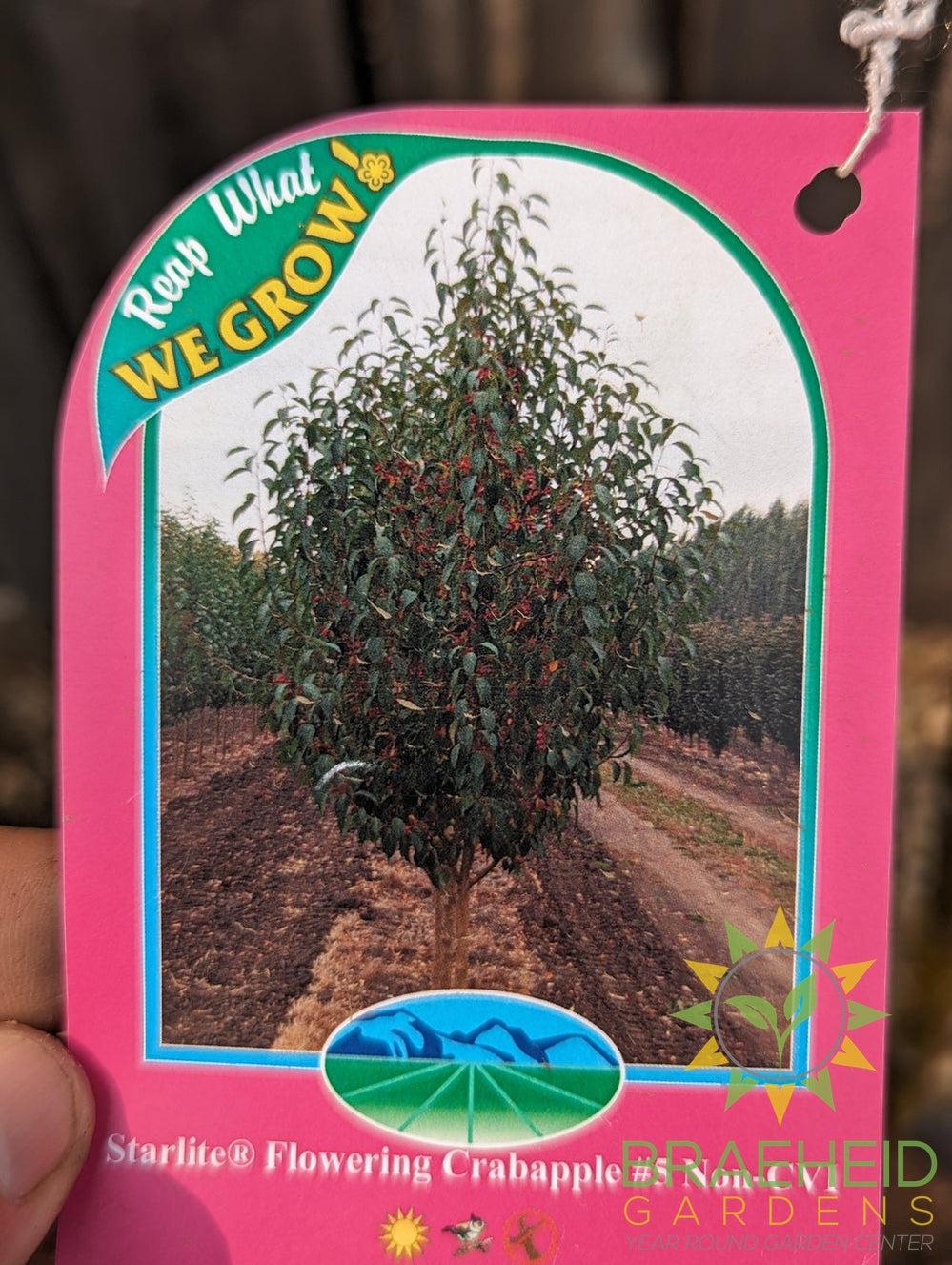 Starlite Flowering Crabapple- Tree for sale, Grown in Grande Prairie -Braeheid Gardens Ltd. on Emerson Trail