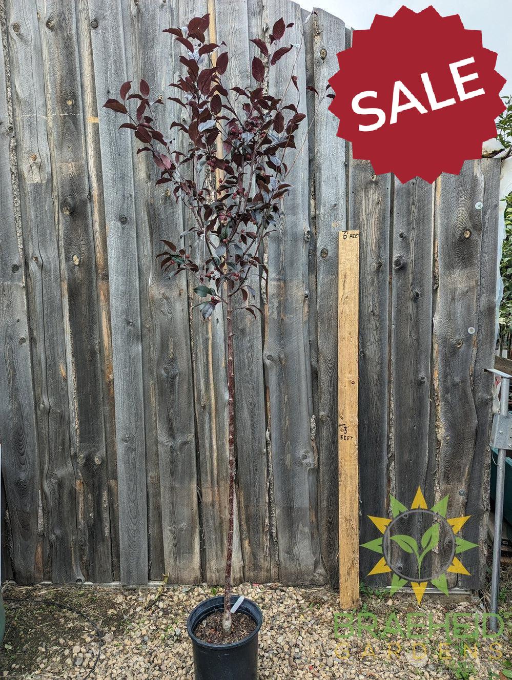 Gladiator® Rosybloom Crabapple- Tree for sale, Grown in Grande Prairie -Braeheid Gardens Ltd. on Emerson Trail