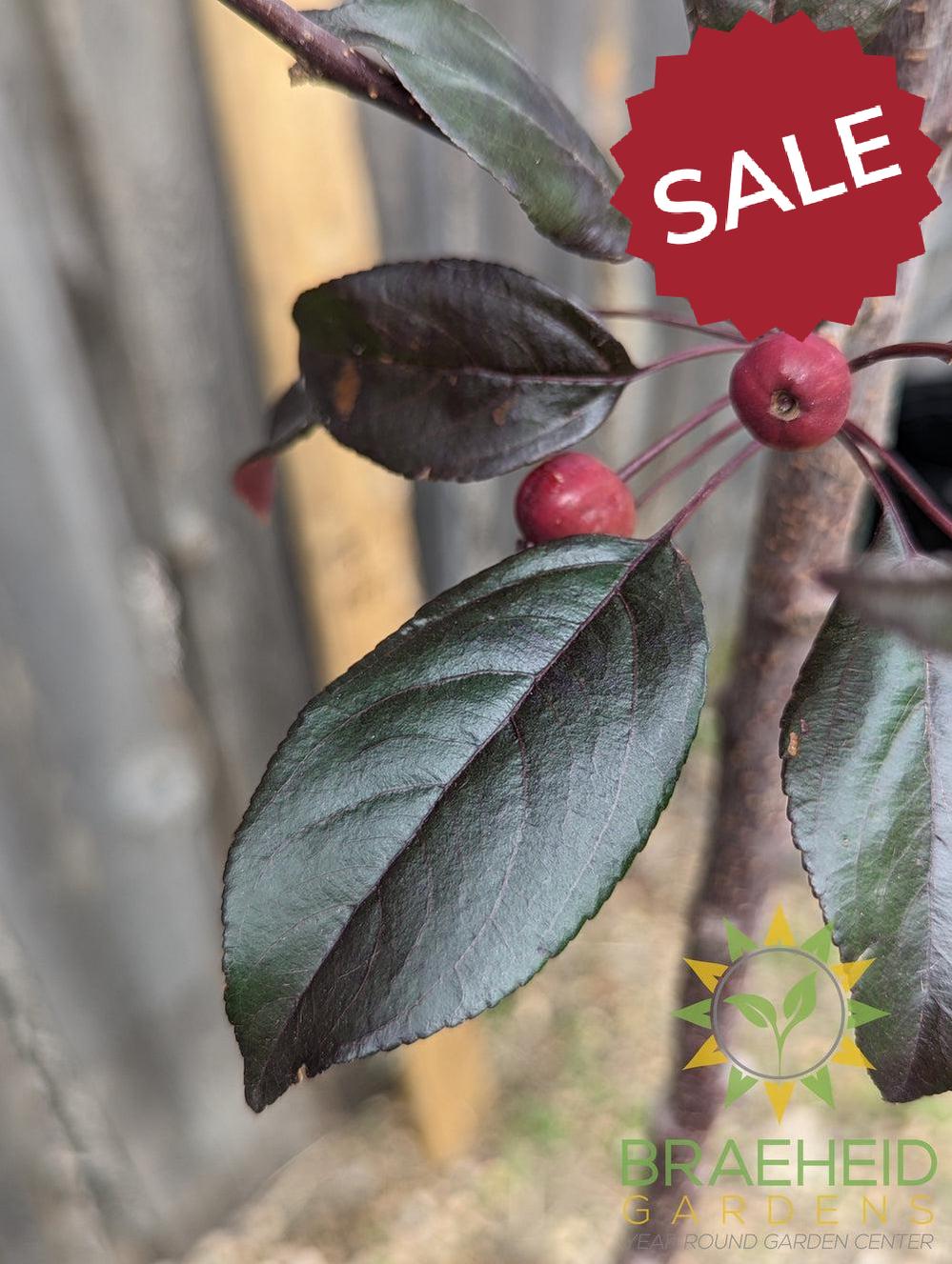 Gladiator® Rosybloom Crabapple- Tree for sale, Grown in Grande Prairie -Braeheid Gardens Ltd. on Emerson Trail