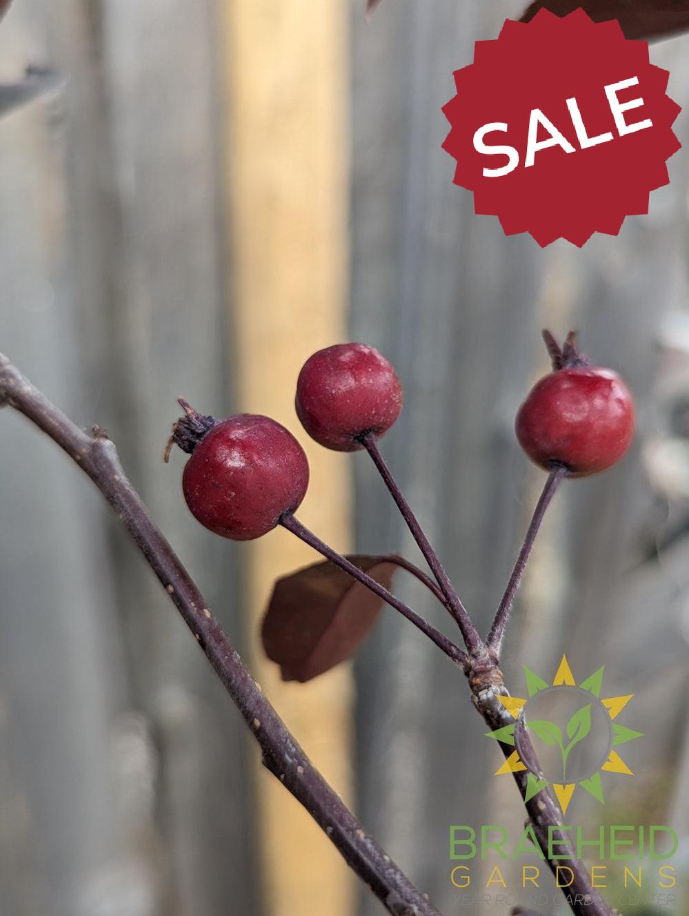 Gladiator® Rosybloom Crabapple- Tree for sale, Grown in Grande Prairie -Braeheid Gardens Ltd. on Emerson Trail
