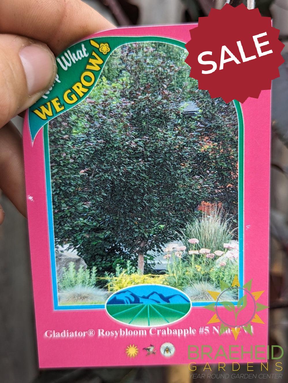 Gladiator® Rosybloom Crabapple- Tree for sale, Grown in Grande Prairie -Braeheid Gardens Ltd. on Emerson Trail