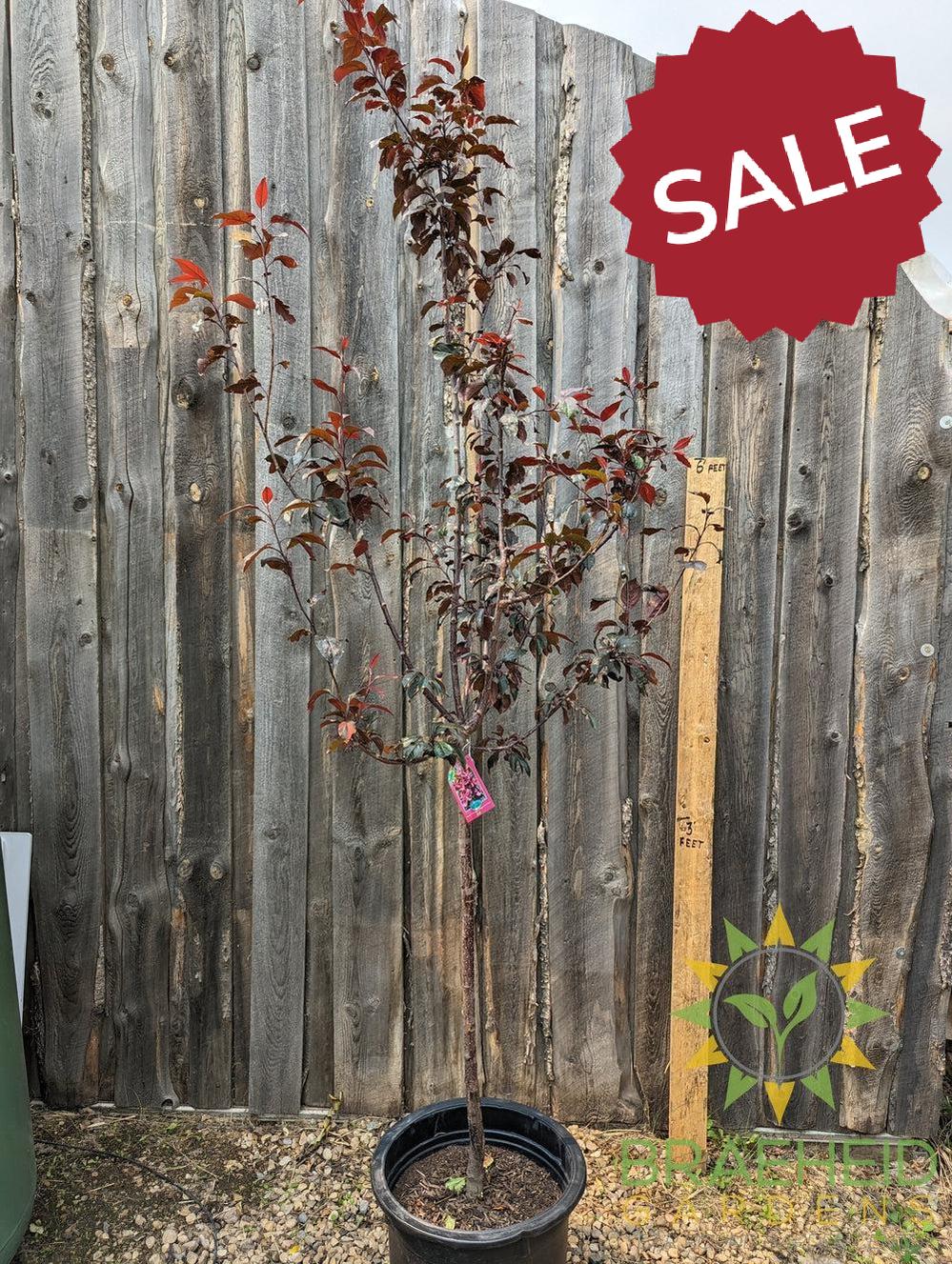 Royalty Flowering Crabapple- Tree for sale, Grown in Grande Prairie -Braeheid Gardens Ltd. on Emerson Trail