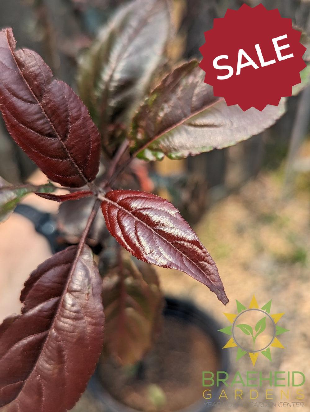 Royalty Flowering Crabapple- Tree for sale, Grown in Grande Prairie -Braeheid Gardens Ltd. on Emerson Trail