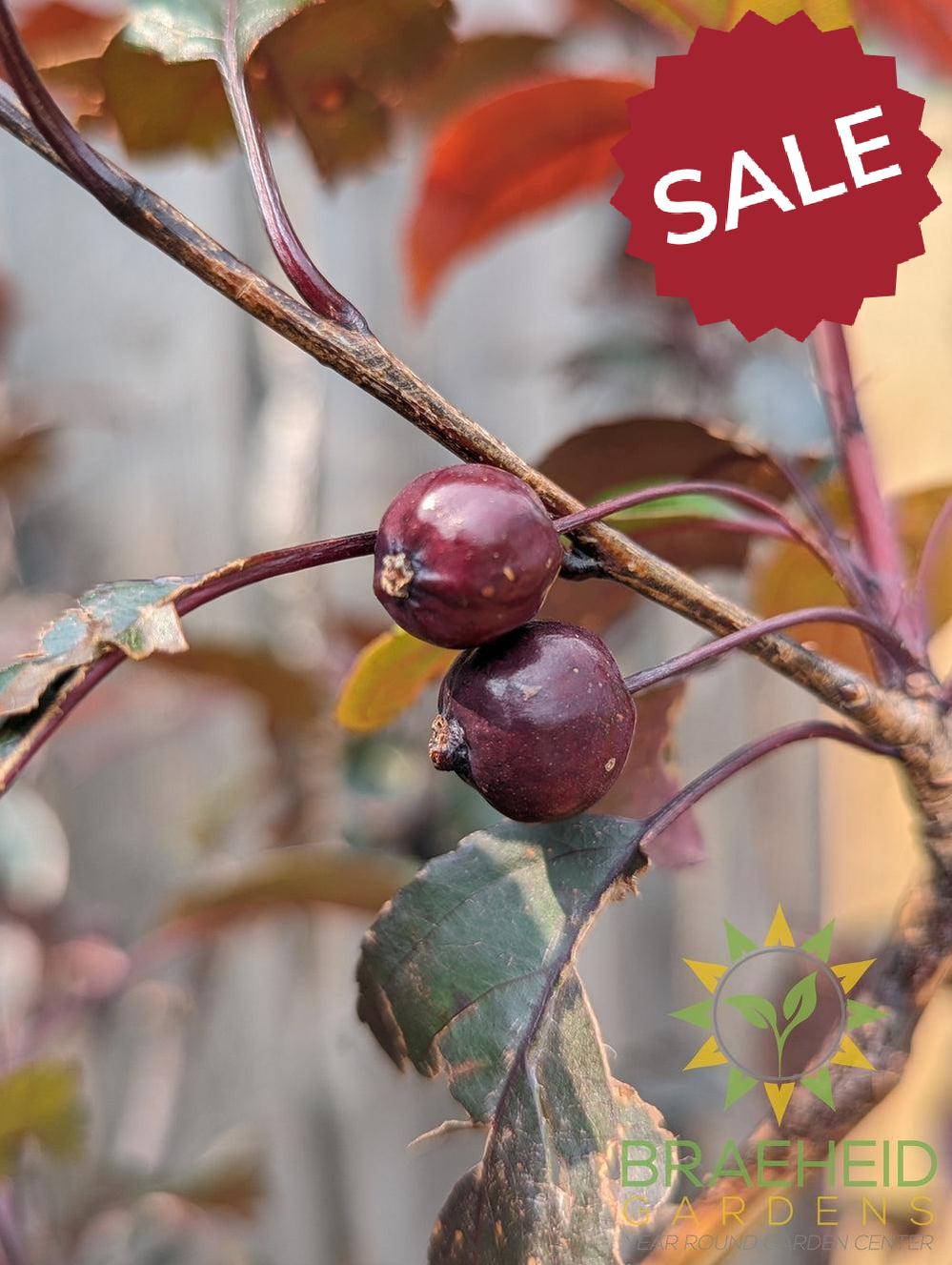 Royalty Flowering Crabapple- Tree for sale, Grown in Grande Prairie -Braeheid Gardens Ltd. on Emerson Trail