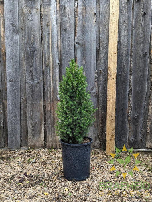 Dwarf Alberta Spruce- Tree for sale, Grown in Grande Prairie -Braeheid Gardens Ltd. on Emerson Trail