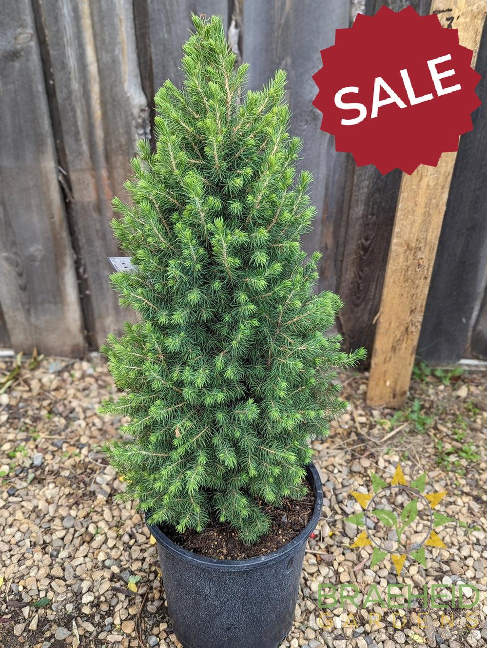 Dwarf Alberta Spruce- Tree for sale, Grown in Grande Prairie -Braeheid Gardens Ltd. on Emerson Trail