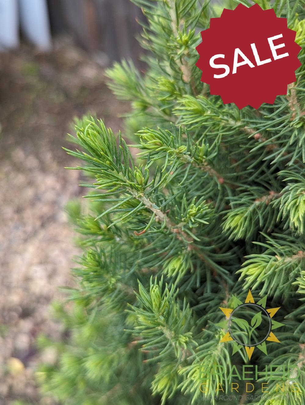 Dwarf Alberta Spruce- Tree for sale, Grown in Grande Prairie -Braeheid Gardens Ltd. on Emerson Trail