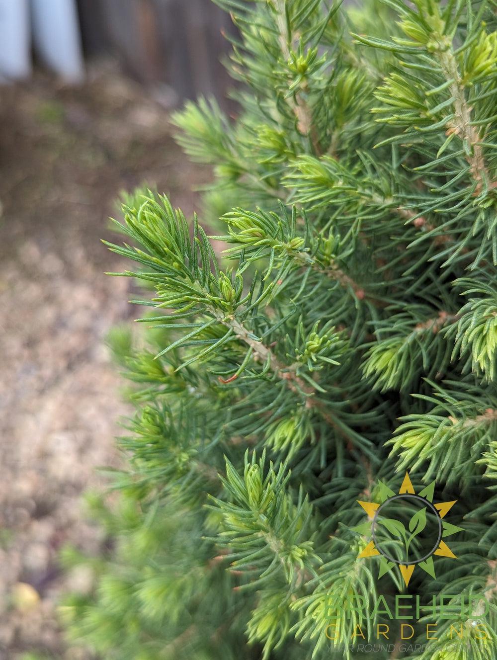 Dwarf Alberta Spruce- Tree for sale, Grown in Grande Prairie -Braeheid Gardens Ltd. on Emerson Trail