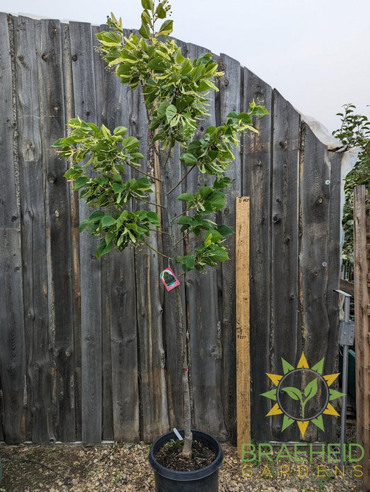 Redmond Linden- Tree for sale, Grown in Grande Prairie -Braeheid Gardens Ltd. on Emerson Trail