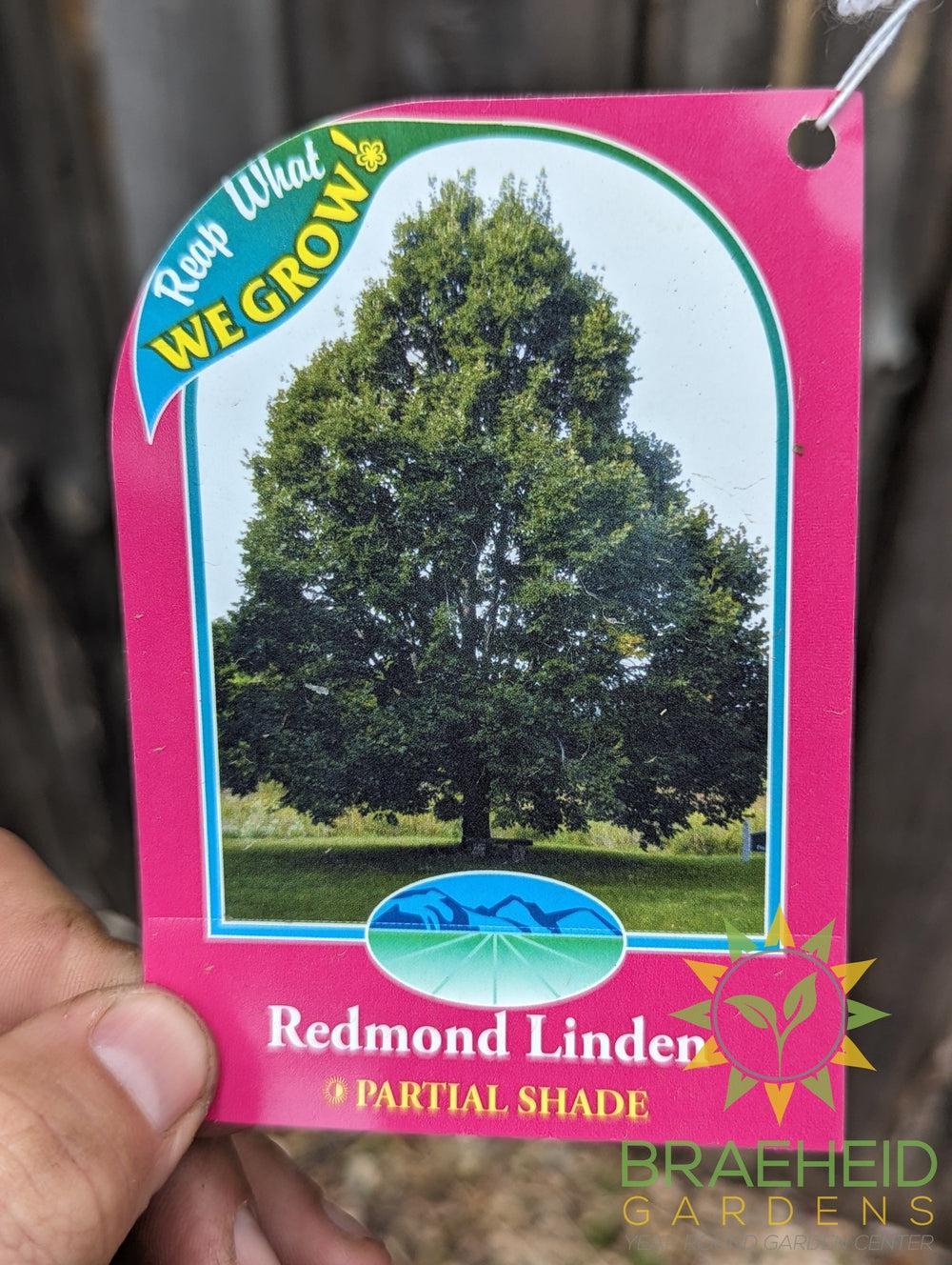 Redmond Linden- Tree for sale, Grown in Grande Prairie -Braeheid Gardens Ltd. on Emerson Trail