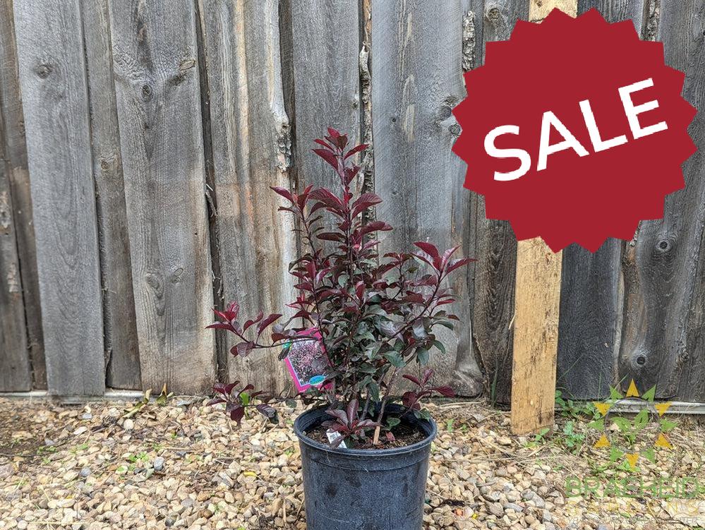 Purple Leaf Plum/Sand Cherry- Tree for sale, Grown in Grande Prairie -Braeheid Gardens Ltd. on Emerson Trail