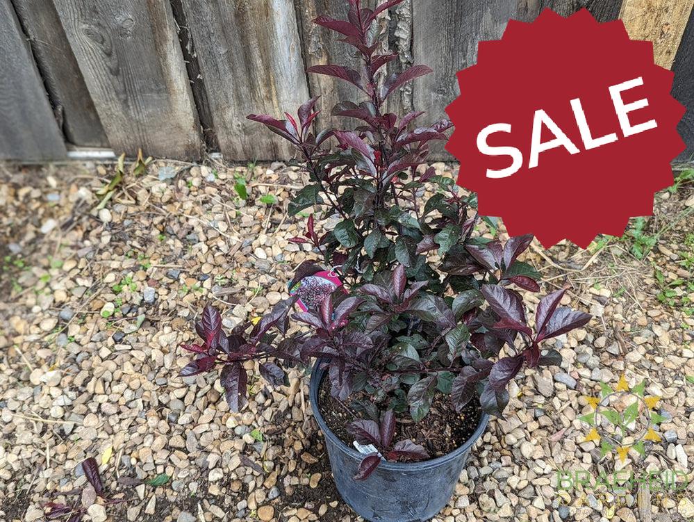 Purple Leaf Plum/Sand Cherry- Tree for sale, Grown in Grande Prairie -Braeheid Gardens Ltd. on Emerson Trail