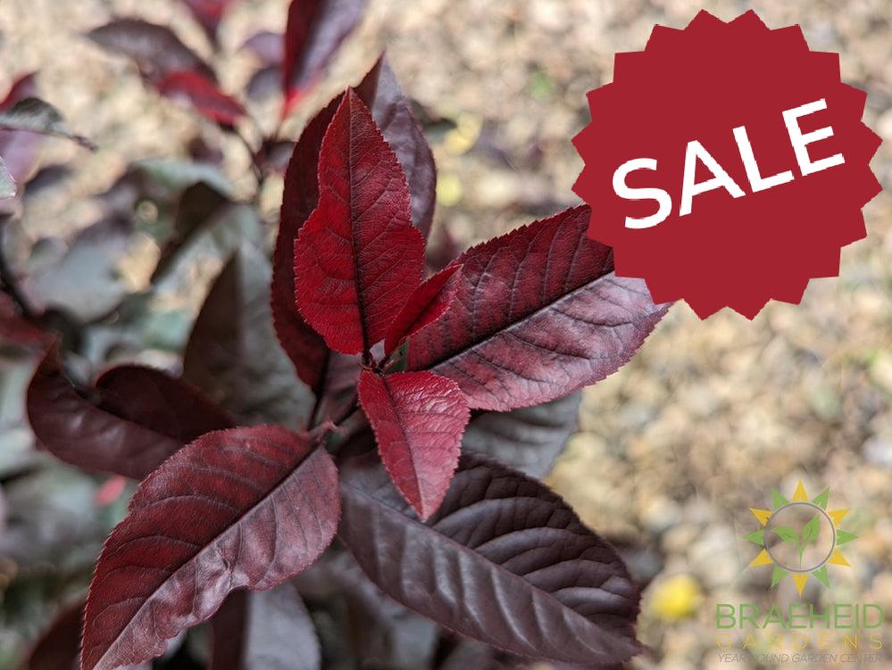 Purple Leaf Plum/Sand Cherry- Tree for sale, Grown in Grande Prairie -Braeheid Gardens Ltd. on Emerson Trail