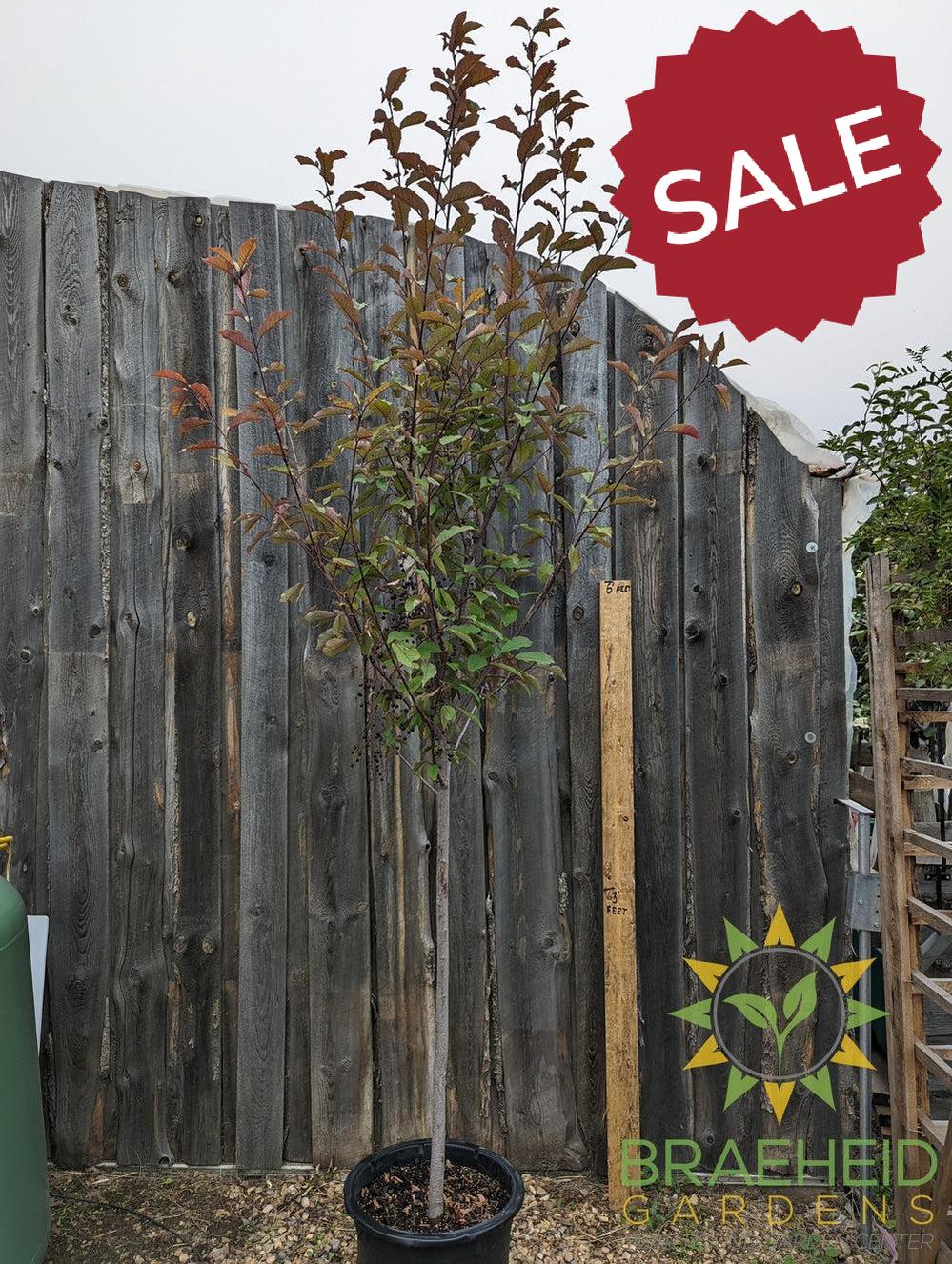 Sweetheart Mayday- Tree for sale, Grown in Grande Prairie -Braeheid Gardens Ltd. on Emerson Trail