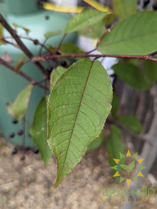 Sweetheart Mayday- Tree for sale, Grown in Grande Prairie -Braeheid Gardens Ltd. on Emerson Trail