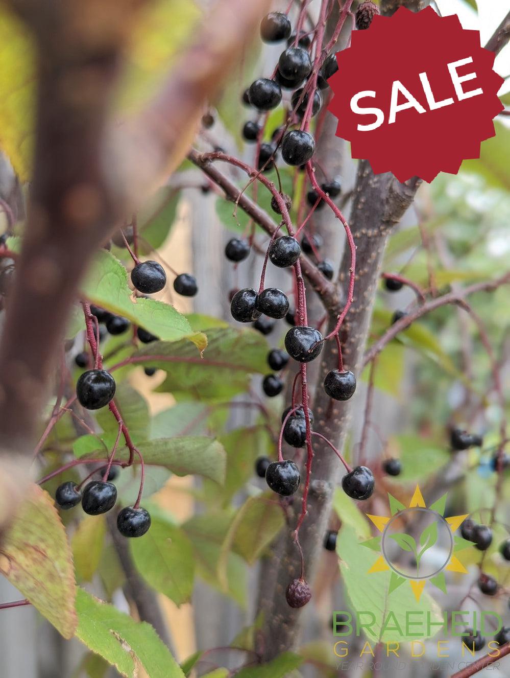 Sweetheart Mayday- Tree for sale, Grown in Grande Prairie -Braeheid Gardens Ltd. on Emerson Trail