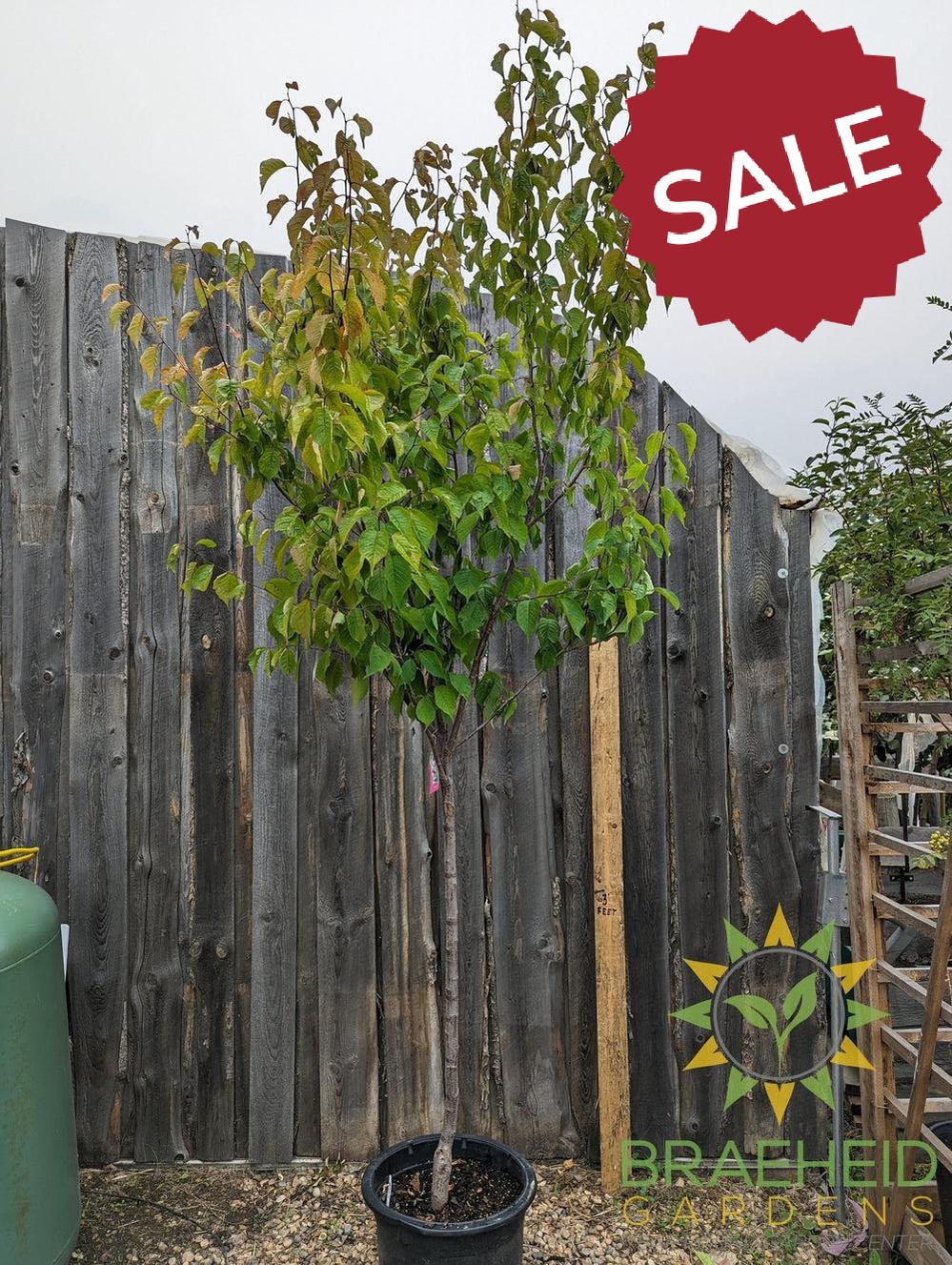 Princess Kay Plum- Tree for sale, Grown in Grande Prairie -Braeheid Gardens Ltd. on Emerson Trail