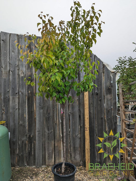 Princess Kay Plum- Tree for sale, Grown in Grande Prairie -Braeheid Gardens Ltd. on Emerson Trail