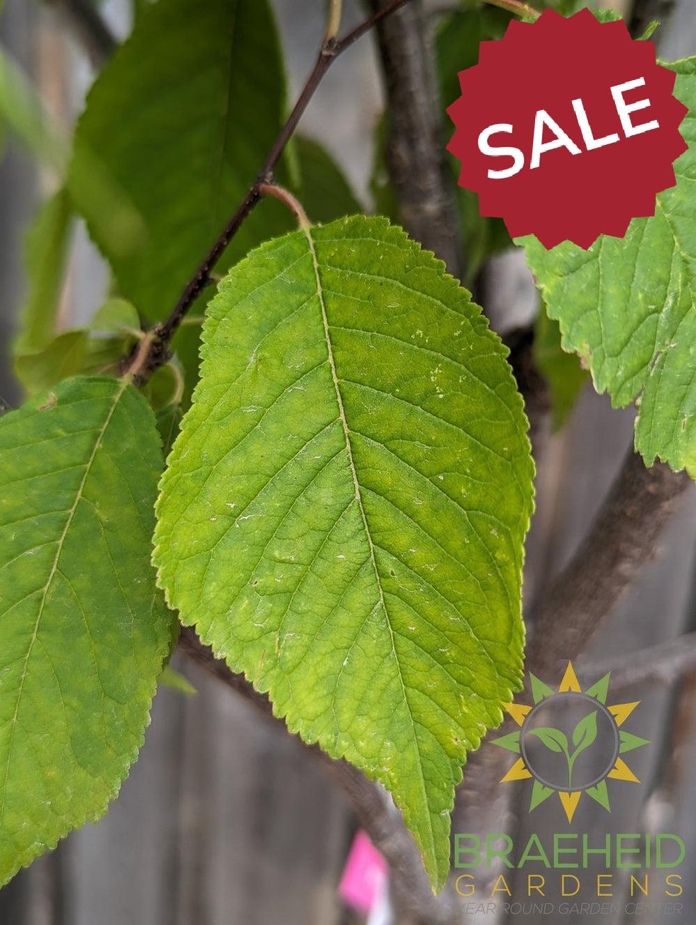 Princess Kay Plum- Tree for sale, Grown in Grande Prairie -Braeheid Gardens Ltd. on Emerson Trail