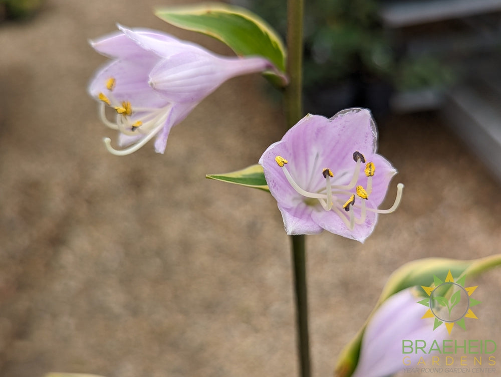 Hosta 'Queen Josephine' -NO SHIP -