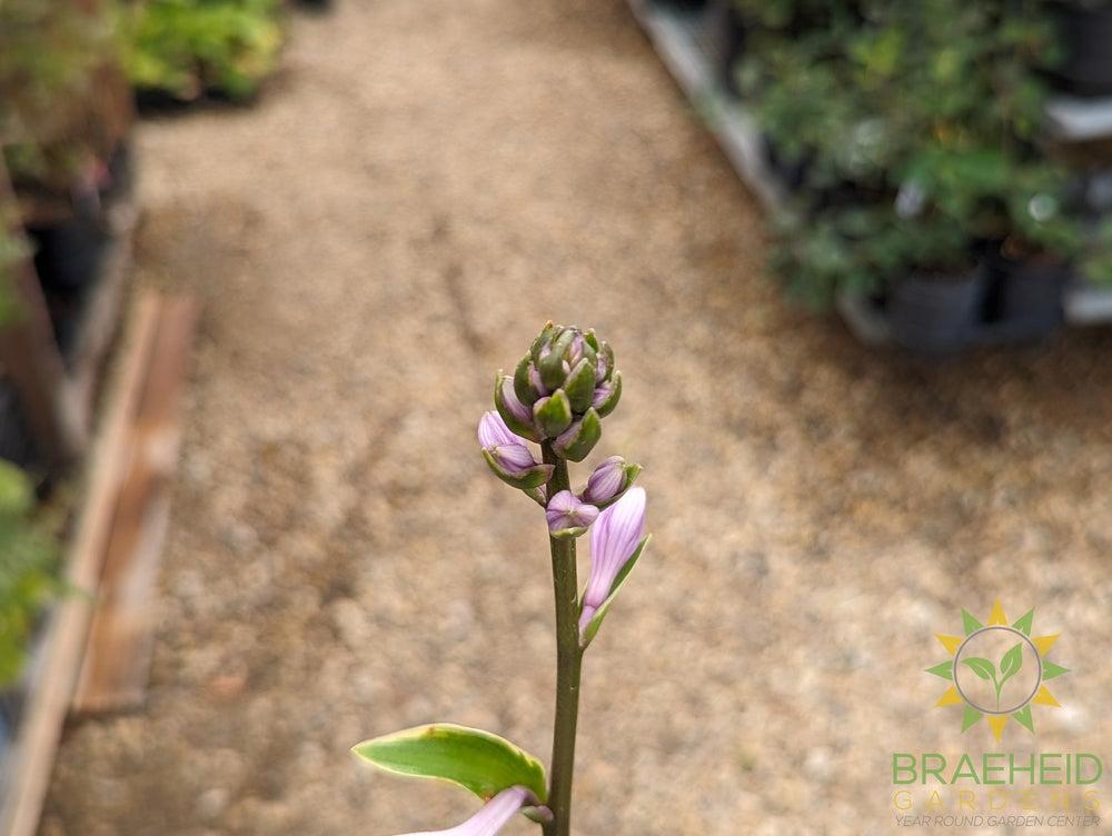 Hosta 'Queen Josephine' -NO SHIP -