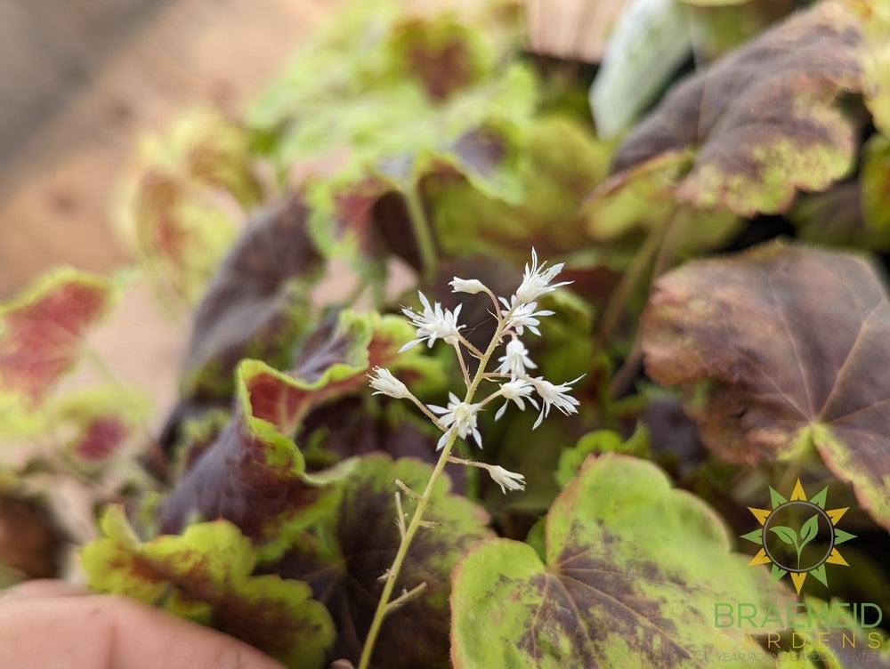 Heucherella Solar Eclipse - NO SHIP -