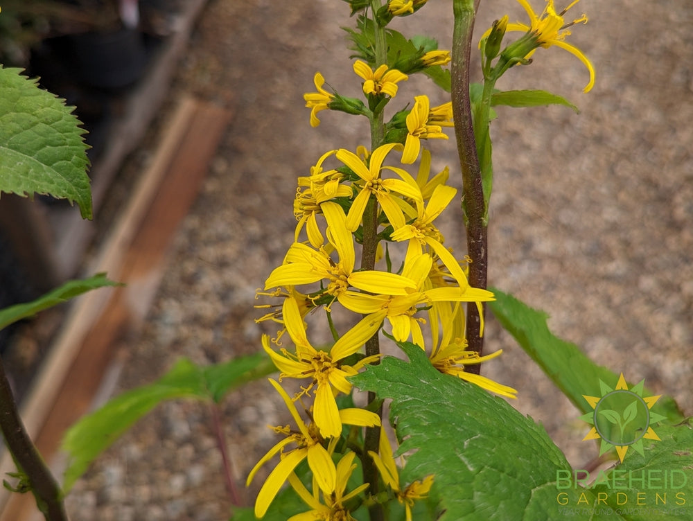 Ligularia The Rocket - NO SHIP -