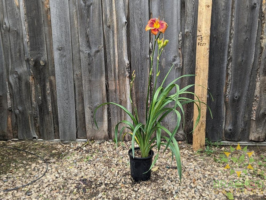 Daylily Frank Smith - NO SHIP -