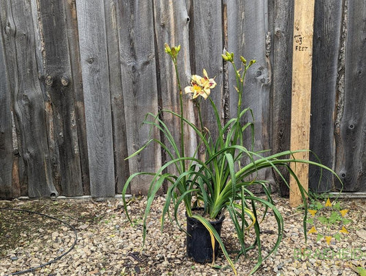 Daylily Moonlit Masquerade - NO SHIP -