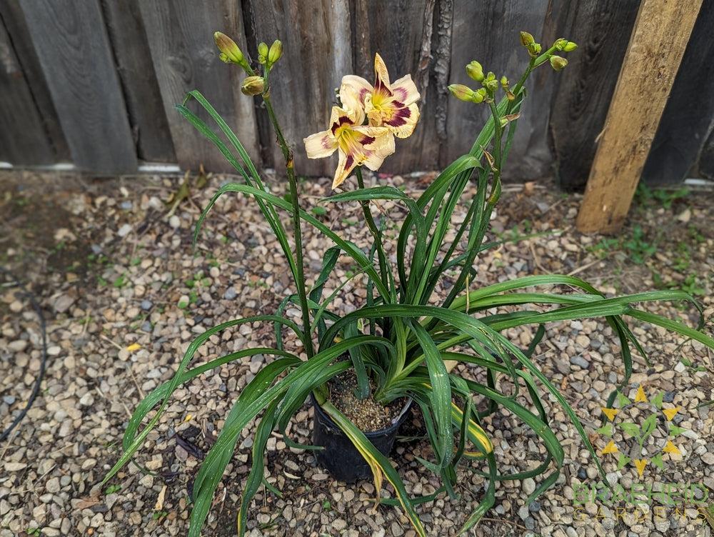 Daylily Moonlit Masquerade - NO SHIP -